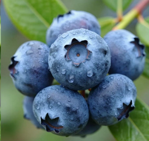 女子空腹半斤蓝莓连吃两天患胃石症 2026“把蓝莓当消炎药吃”