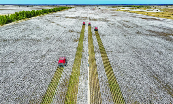 新疆超级棉田已实现75%无人化管理 新疆尉犁县3000亩超级棉田开播