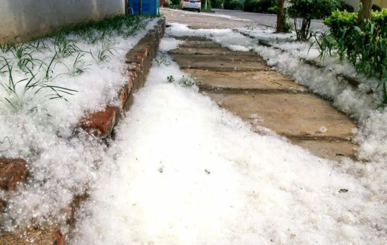北京春天的“白毛雪”终于被拿捏了 北京使用飞絮抑制剂技术手段成功治理飞絮 北京春天的“白毛雪”终于被拿捏了 北京使用飞絮抑制剂技术手段成功治理飞絮