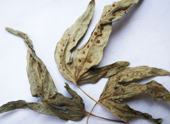 七星草的功效与作用有哪些 七星草与哪些药材一起使用效果更好