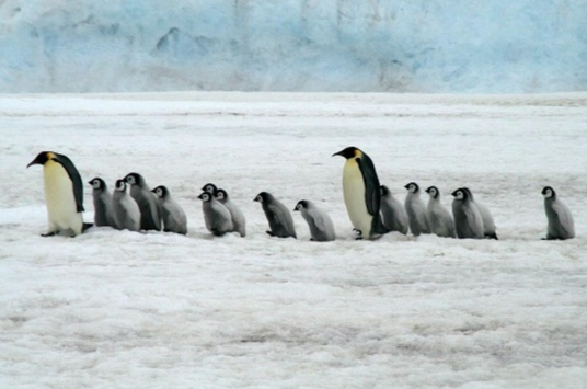 帝企鹅等被列为“濒危”物种 预计到21世纪80年代帝企鹅种群数量将减少一半