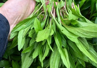 马兰头这样做最营养， 马兰头凉拌清热解毒