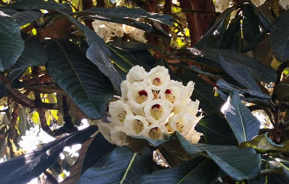 人工培育29年的高山杜鹃首次开花 人工培育的凸尖杜鹃首次开花