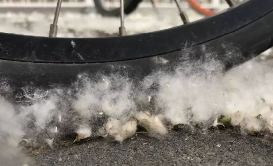 北京春天的“白毛雪”终于被拿捏了 北京使用飞絮抑制剂技术手段成功治理飞絮 北京春天的“白毛雪”终于被拿捏了 北京使用飞絮抑制剂技术手段成功治理飞絮