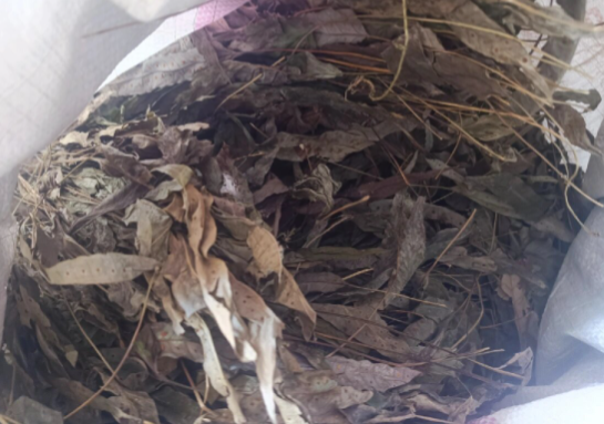 七星草的功效与作用有哪些 七星草与哪些药材一起使用效果更好