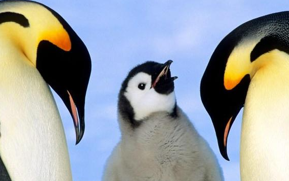 帝企鹅等被列为“濒危”物种 预计到21世纪80年代帝企鹅种群数量将减少一半