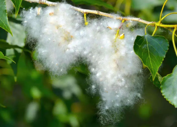 北京春天的“白毛雪”终于被拿捏了 北京使用飞絮抑制剂技术手段成功治理飞絮 北京春天的“白毛雪”终于被拿捏了 北京使用飞絮抑制剂技术手段成功治理飞絮