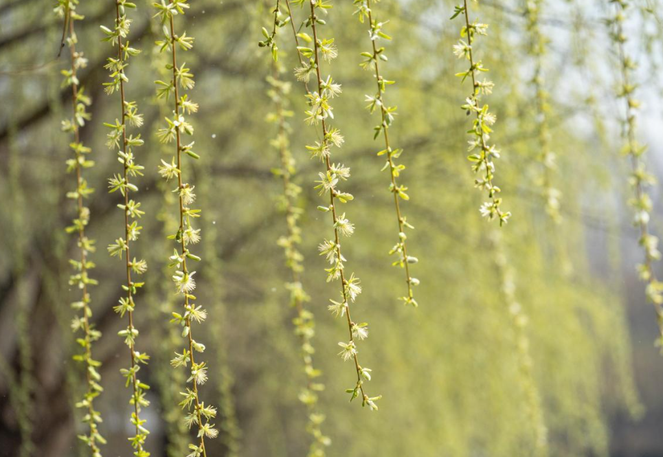 官方回应为什么不能把杨柳树都砍了，2026杨柳树占北京森林蓄积量四成