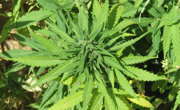 艾叶水洗澡对人体有什么好处 艾叶水对皮肤有什么功效 艾叶水洗澡对人体有什么好处 艾叶水对皮肤有什么功效