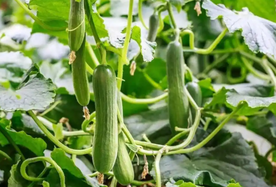我国新型植物源抗虫蛋白正式落地转化 iJAZ对棉铃虫幼虫的抗性率达99.33%