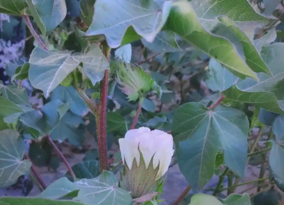 我国新型植物源抗虫蛋白正式落地转化 iJAZ对棉铃虫幼虫的抗性率达99.33%