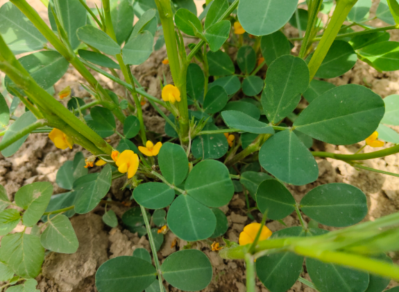 我国新型植物源抗虫蛋白正式落地转化 iJAZ对棉铃虫幼虫的抗性率达99.33%