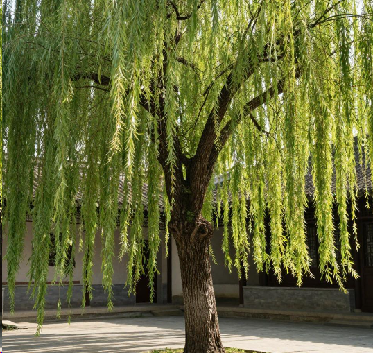 北京苦杨柳絮久矣 真正该砍的是什么?2026为什么不能砍杨柳树? 北京苦杨柳絮久矣 真正该砍的是什么?2026为什么不能砍杨柳树?