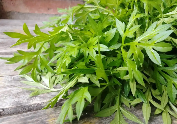 艾叶水洗澡对人体有什么好处 艾叶水对皮肤有什么功效