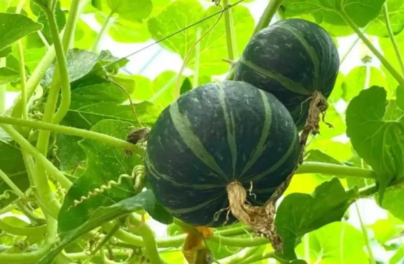 我国新型植物源抗虫蛋白正式落地转化 iJAZ对棉铃虫幼虫的抗性率达99.33%