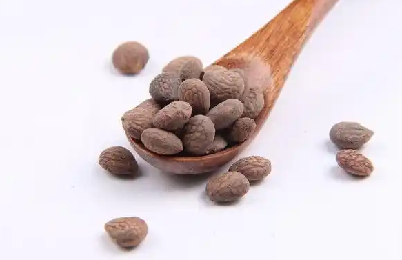 蕤仁的功效与作用有哪些 蕤仁不能和哪些中药一起使用 蕤仁的功效与作用有哪些 蕤仁不能和哪些中药一起使用