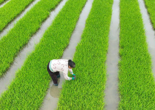 全国春灌面积已达1.9亿亩 南方持续阴雨天气不利于农作物产量形成