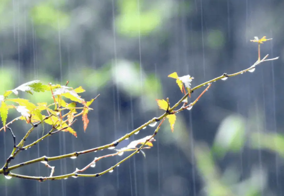 15日起江南地区降雨天气将有所增强 未来三天阿勒泰北部局地有大到暴雪