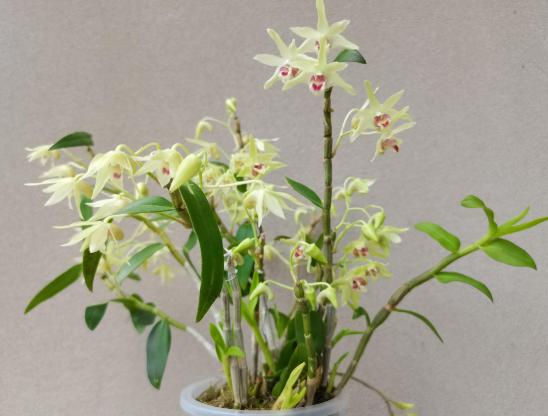 石斛花有什么功效 石斛花与石斛本体功效有什么区别