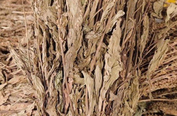 车前草作用与功效有哪些 车前草与哪些药材一起使用效果更好