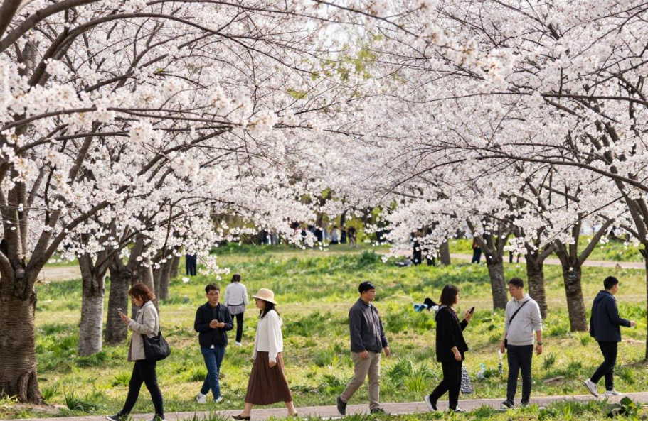 踏春赏花,2026让美景变“钱景” 踏春赏花,2026让美景变“钱景”