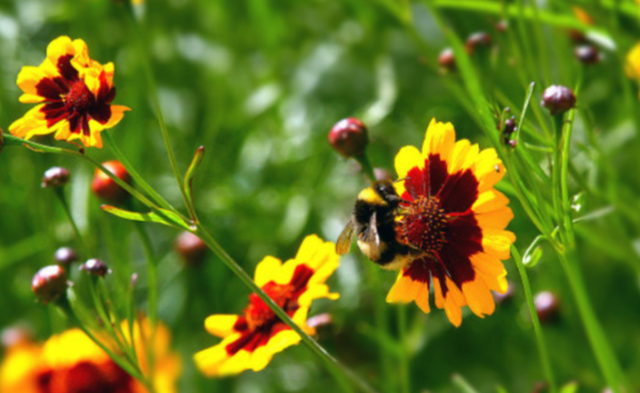雪菊的功效作用有哪些 雪菊与什么搭配泡水效果更好