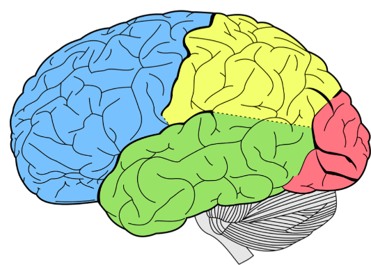 中国科学家找到了大脑皮层的起源 中国科学家揭示灵长类大脑皮层双相反分子梯度组织规律