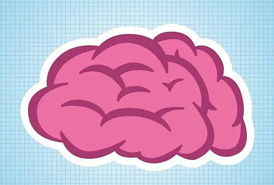 中国科学家找到了大脑皮层的起源 中国科学家揭示灵长类大脑皮层双相反分子梯度组织规律 中国科学家找到了大脑皮层的起源 中国科学家揭示灵长类大脑皮层双相反分子梯度组织规律