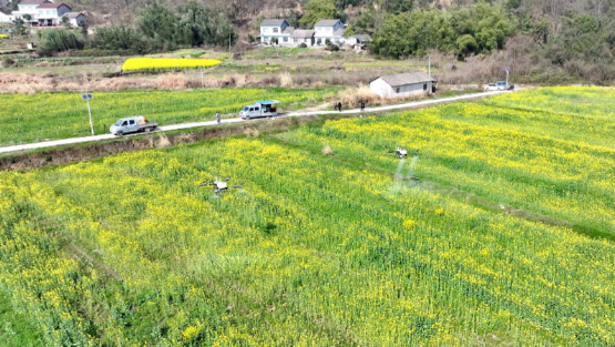 “中油早5号”实现166天超短生育期 “中油早5号”含油量高达48.06%