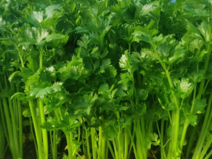 芹菜怎么吃才健康又养身,芹菜巧搭配助力柔筋调肝 芹菜怎么吃才健康又养身,芹菜巧搭配助力柔筋调肝