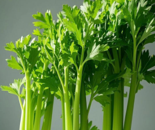 芹菜怎么吃才健康又养身,芹菜巧搭配助力柔筋调肝 芹菜怎么吃才健康又养身,芹菜巧搭配助力柔筋调肝
