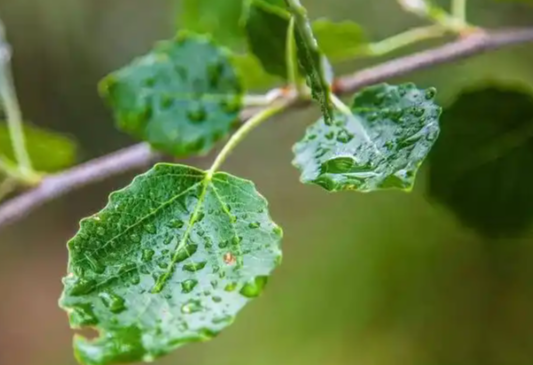 今日“谷雨”:春天最后一个节气 谷雨时节注意健脾化湿