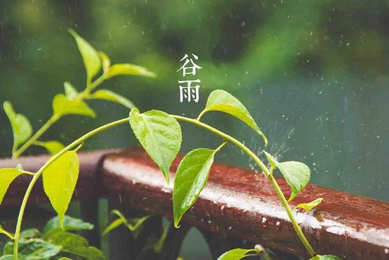 今日“谷雨”:春天最后一个节气 谷雨时节注意健脾化湿