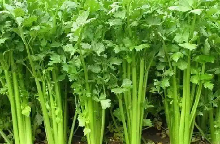芹菜怎么吃才健康又养身,芹菜巧搭配助力柔筋调肝 芹菜怎么吃才健康又养身,芹菜巧搭配助力柔筋调肝