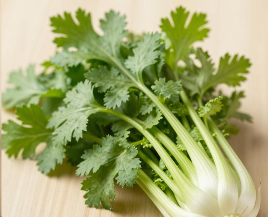 吃香菜就等于喝降糖茶吗?2026吃香菜真的能降糖吗? 吃香菜就等于喝降糖茶吗?2026吃香菜真的能降糖吗?