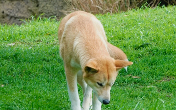 “农村大黄”出国成了野生动物 澳洲猎狗为什么酷似中华田园犬