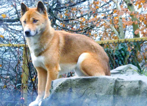 “农村大黄”出国成了野生动物 澳洲猎狗为什么酷似中华田园犬