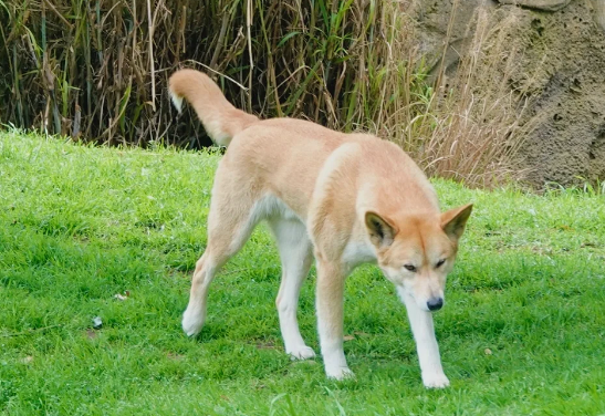 “农村大黄”出国成了野生动物 澳洲猎狗为什么酷似中华田园犬