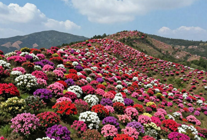 龙泉山万亩杜鹃花迎盛花期,赤红花海持续至5月中旬 龙泉山万亩杜鹃花迎盛花期,赤红花海持续至5月中旬