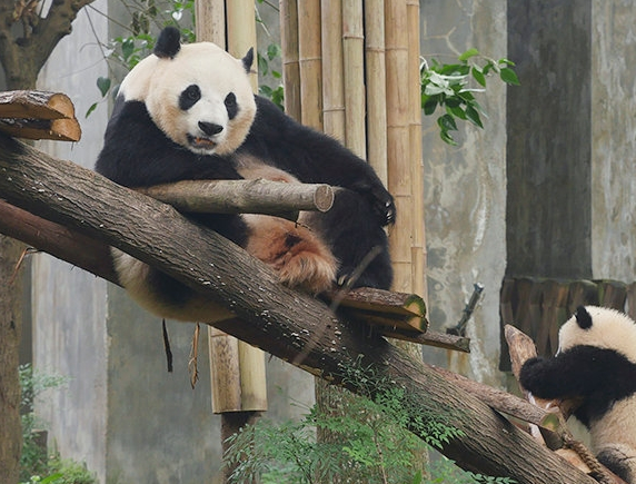 大熊猫“平平”和“福双”将赴美 中美新一轮大熊猫保护国际合作开启
