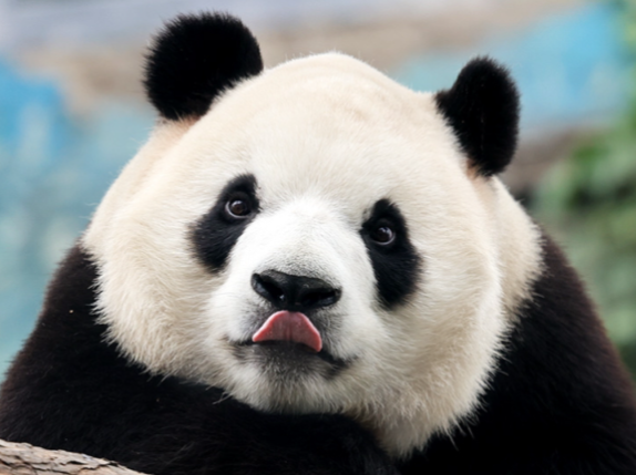 大熊猫“平平”和“福双”将赴美 中美新一轮大熊猫保护国际合作开启