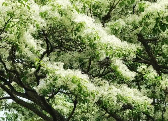 武汉200岁流苏树开花一年开约10天 武汉目前仅发现一株流苏古树 武汉200岁流苏树开花一年开约10天 武汉目前仅发现一株流苏古树