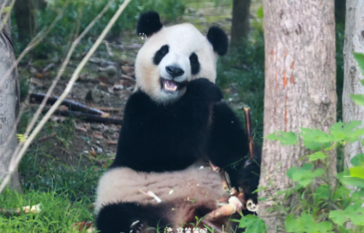 大熊猫“平平”和“福双”将赴美 中美新一轮大熊猫保护国际合作开启