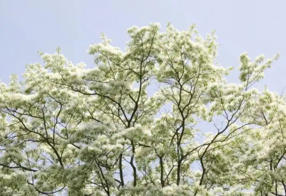武汉200岁流苏树开花一年开约10天 武汉目前仅发现一株流苏古树 武汉200岁流苏树开花一年开约10天 武汉目前仅发现一株流苏古树