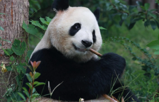 大熊猫“平平”和“福双”将赴美 中美新一轮大熊猫保护国际合作开启
