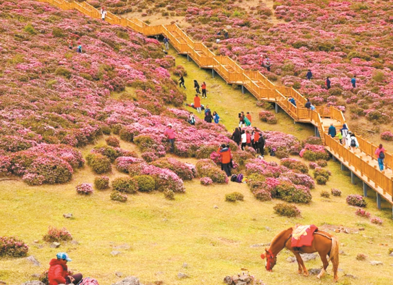 全国“五一”赏花地图来了 五一期间有哪些花正值观赏季节
