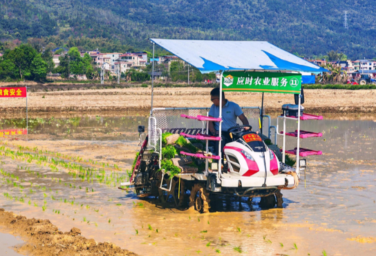 2026年全国春播进展顺利 2026年全国早稻播栽已经过八成
