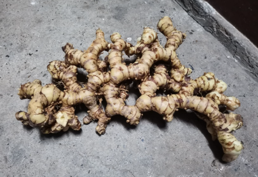 山姜的功效与作用有哪些 山姜和哪些药材一起使用效果更好