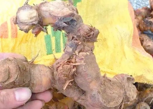 山姜的功效与作用有哪些 山姜和哪些药材一起使用效果更好