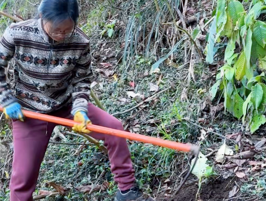 山姜的功效与作用有哪些 山姜和哪些药材一起使用效果更好